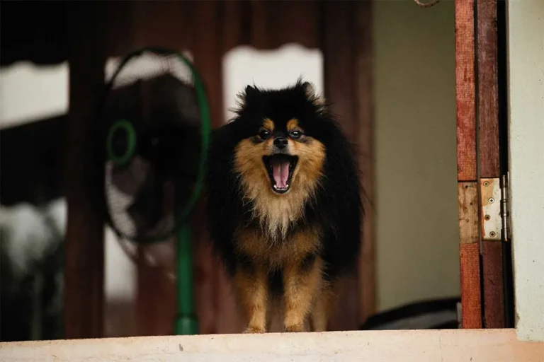 ladridos de perros en comunidades de vecinos