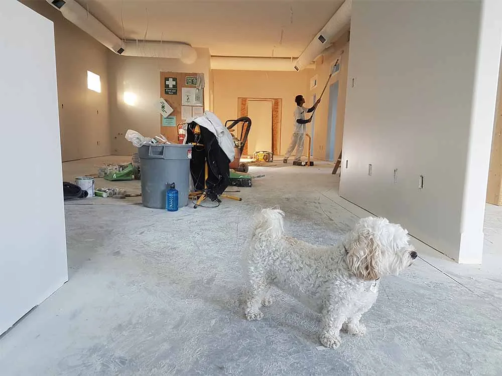 denunciar obras ilegales vecinos oviedo