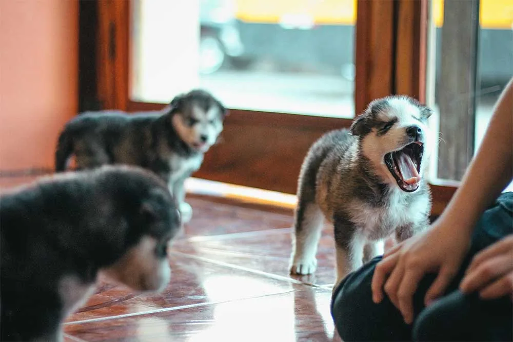 ladridos de perros en comunidades de vecinos en Oviedo